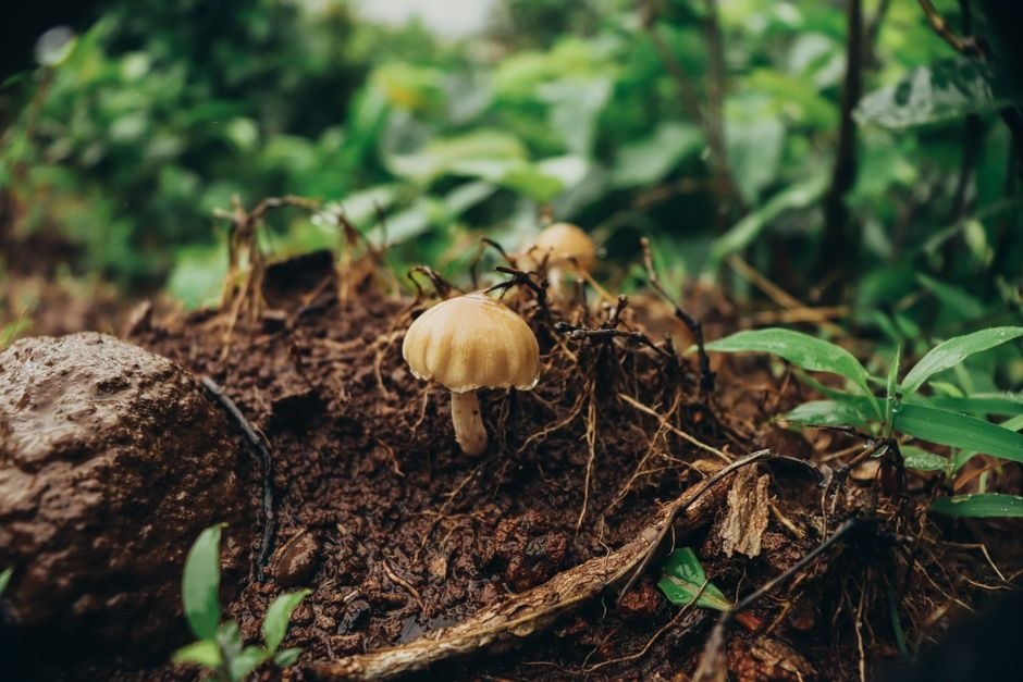 Small mushrooms growing from a mossy woodland log